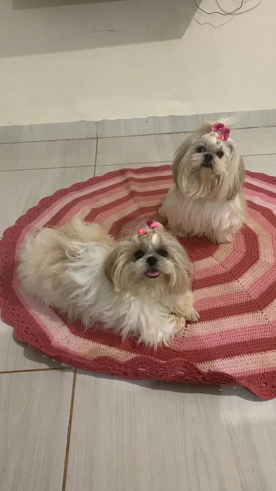 Golden Ração Seca para Cão Adulto Frango Arroz 3kg Saúde Bucal 13