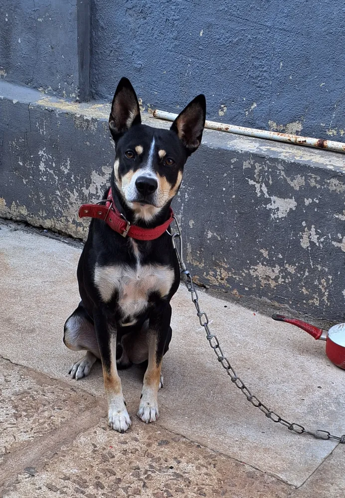 Golden Ração Seca para Cão Adulto Frango Arroz 3kg Saúde Bucal 15