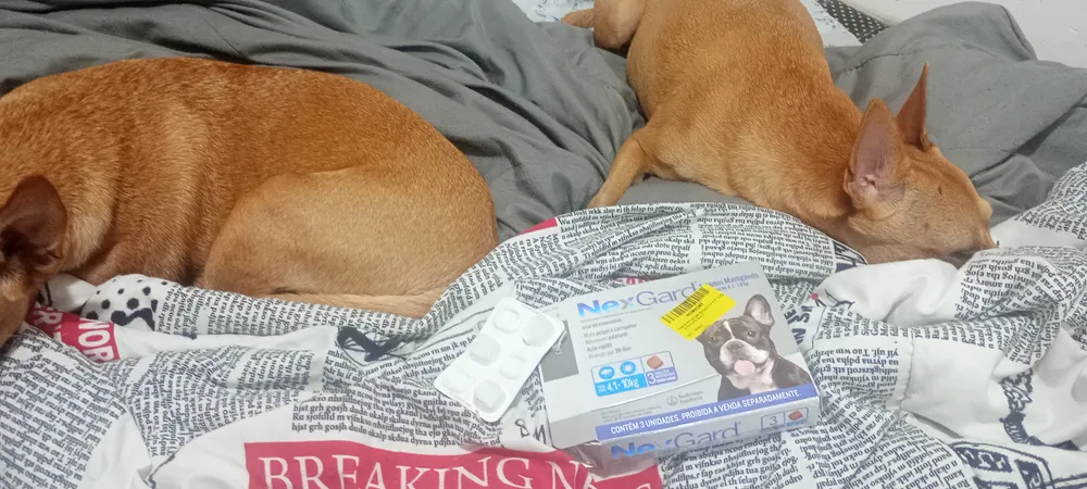NexGard Antipulgas E Carrapatos Para Cães de 2kg a 4kg 1 Tablete Mastigável Proteção de 30 Dias 5