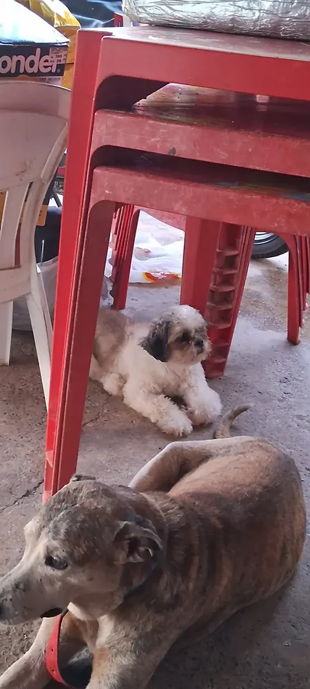 NexGard Antipulgas E Carrapatos Para Cães de 2kg a 4kg 1 Tablete Mastigável Proteção de 30 Dias 6